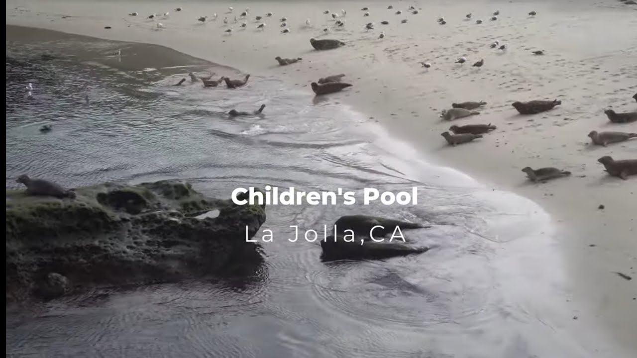 Children's Pool, La Jolla | Famous spot for viewing harbor seals #california 