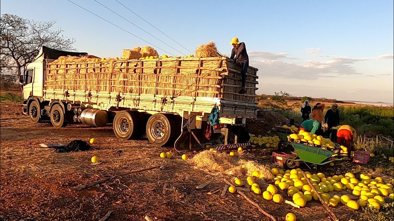 CARREGAMENTO DO MELÃO DO JUAZEIRO! BOTE PEGADO PRO CEASA!