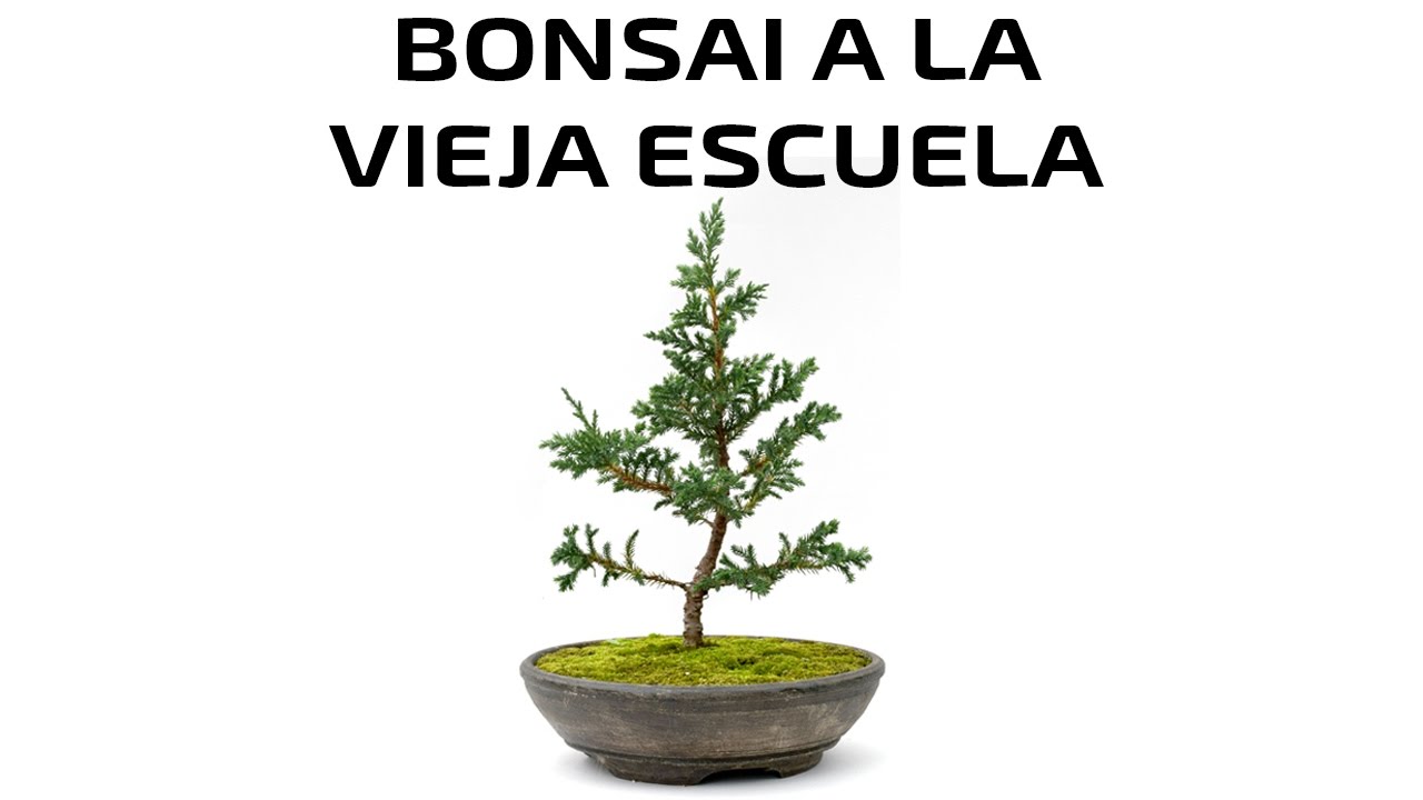 Bonsai de Crecimiento Lento - Técnicas con Musgo - Trasplantado - Experimento