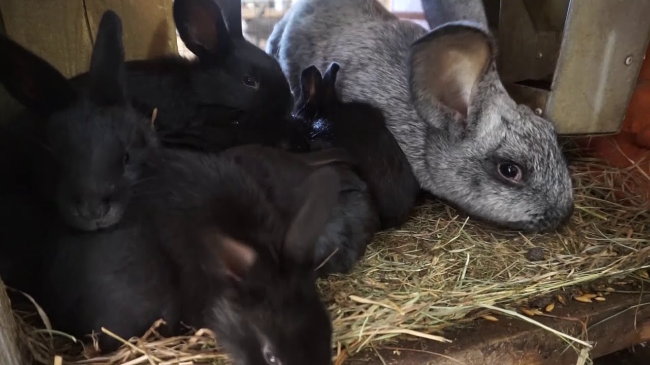 Годівля кролів.Чим годувати кроликів.Кормление кроликов.Karmienie królików.Feeding rabbits.