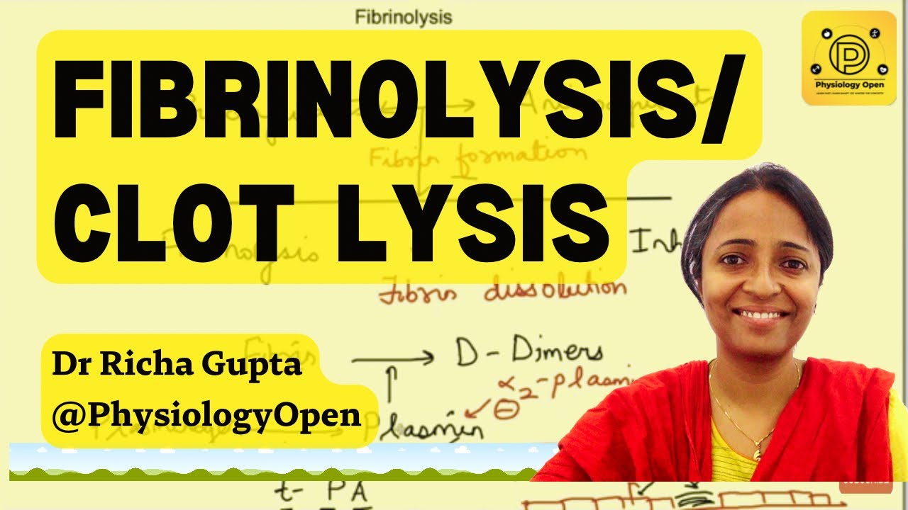 Fibrinolysis (clot lysis) mechanism | Hematology  | Blood physiology MBBS 1st year lecture
