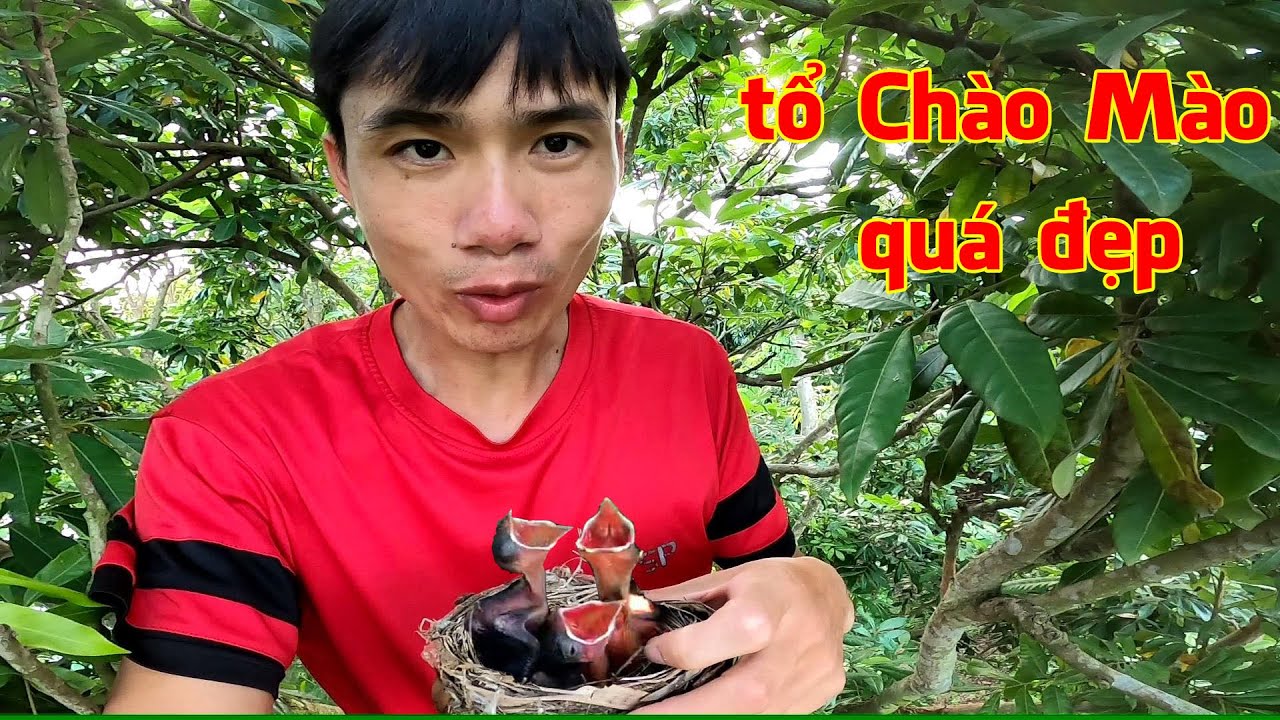 Đi thu hoạch tổ chim Chào Mào để tặng Fan