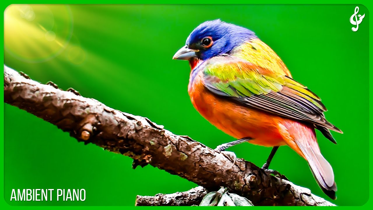 Красивая расслабляющая музыка с птицами звуки 🦜 фортепианная музыка, позитивная энергия для утра,