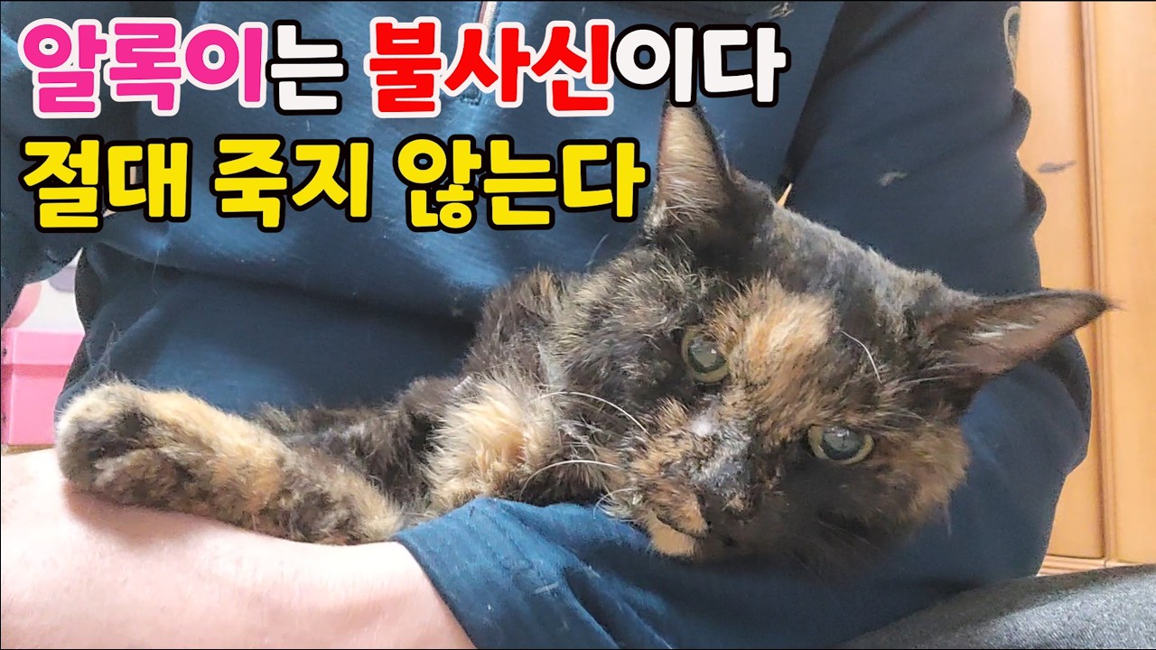 알록이는 불사신이다 절대 죽지 않는다