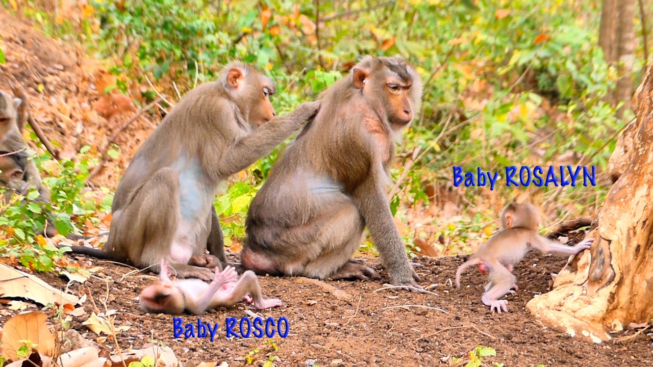 So Happy Together! Mama ROSA and Her Baby Enjoy a Sweet Family Moment 🐒💛.