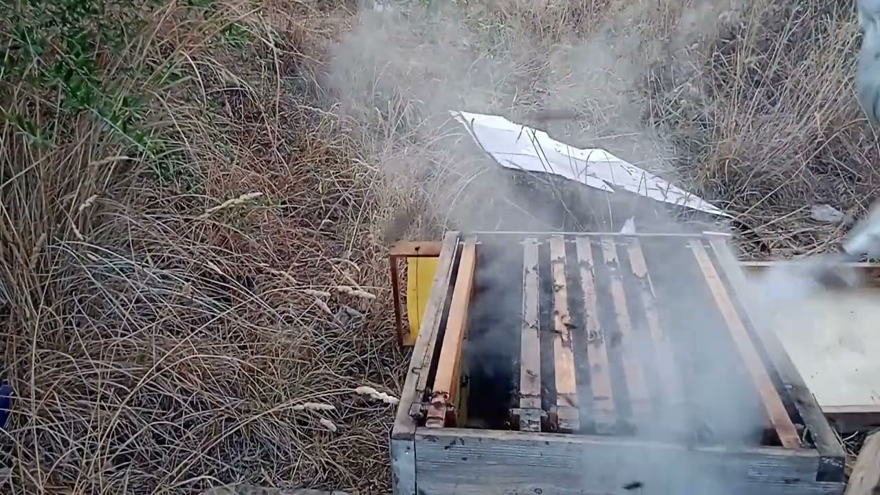 ماذا وجدنا في خلايا النحل🐝🐝🐝🐝.