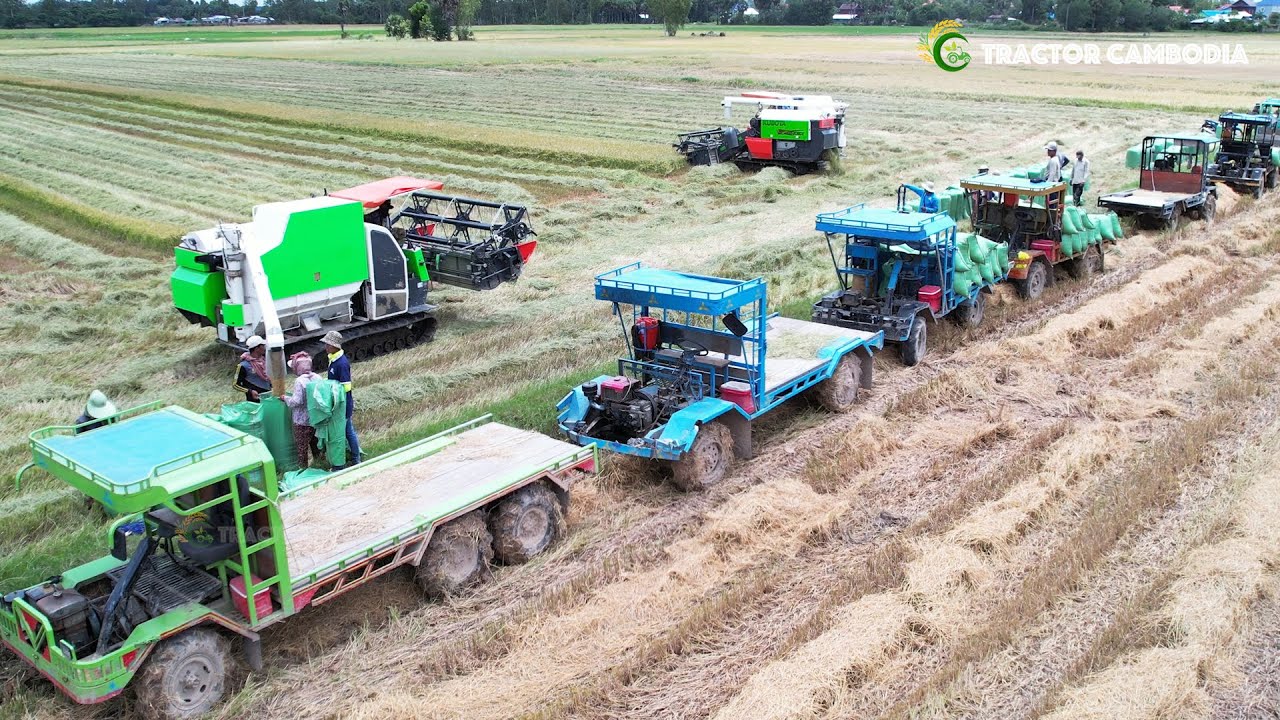 Great Farmer Harvest Rice Use Combine Harvester & Rice Truck | Agricultural Machinery Techniques