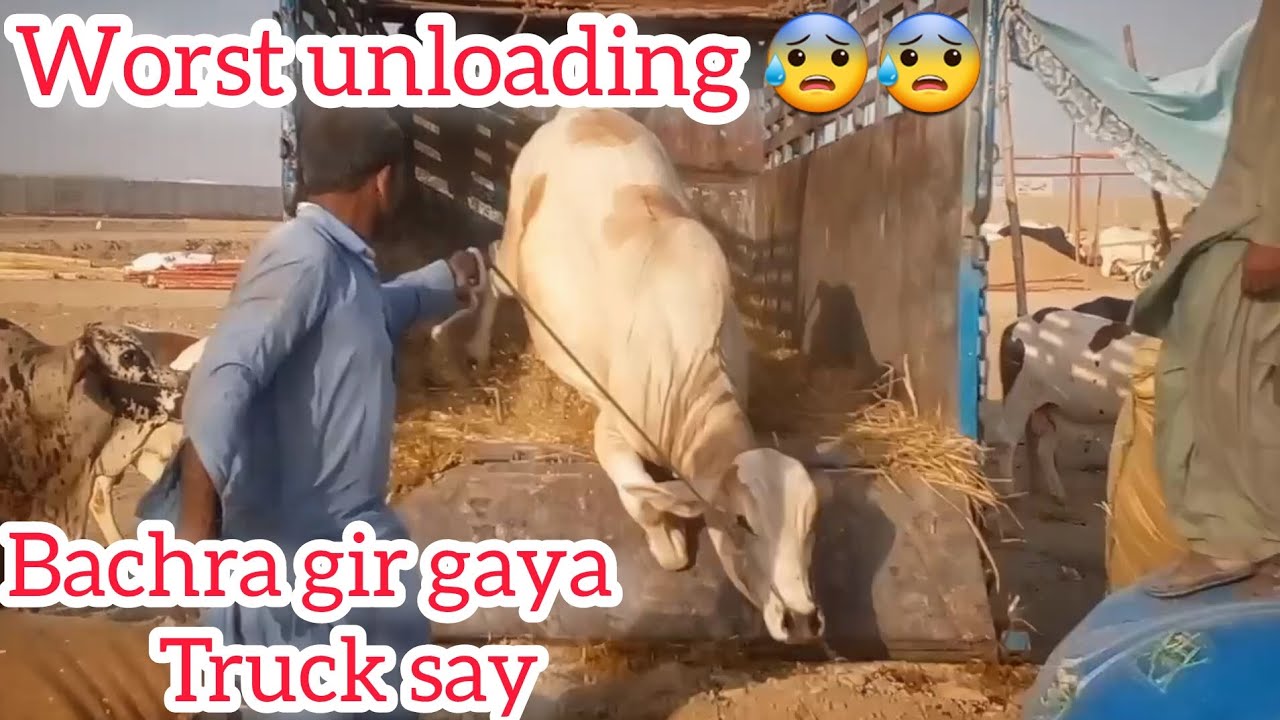 Ya Allah Khair 😥 First Seen Unloading Ky Waqt Bachra Truck Sy Gir Gaya 😰😰😰