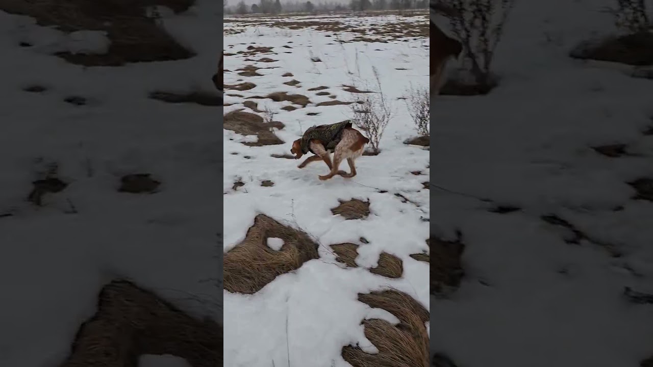 Тренування. Шукаємо куріпку.