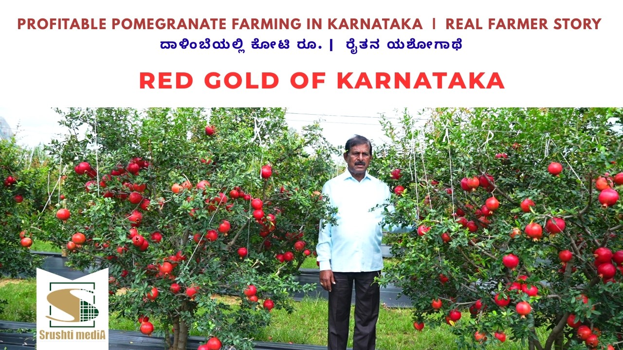 Profitable Pomegranate Farming in Karnataka | Real Farmer Story ದಾಳಿಂಬೆಯಲ್ಲಿ ಕೋಟಿ ರೂ.| ರೈತನ ಯಶೋಗಾಥೆ
