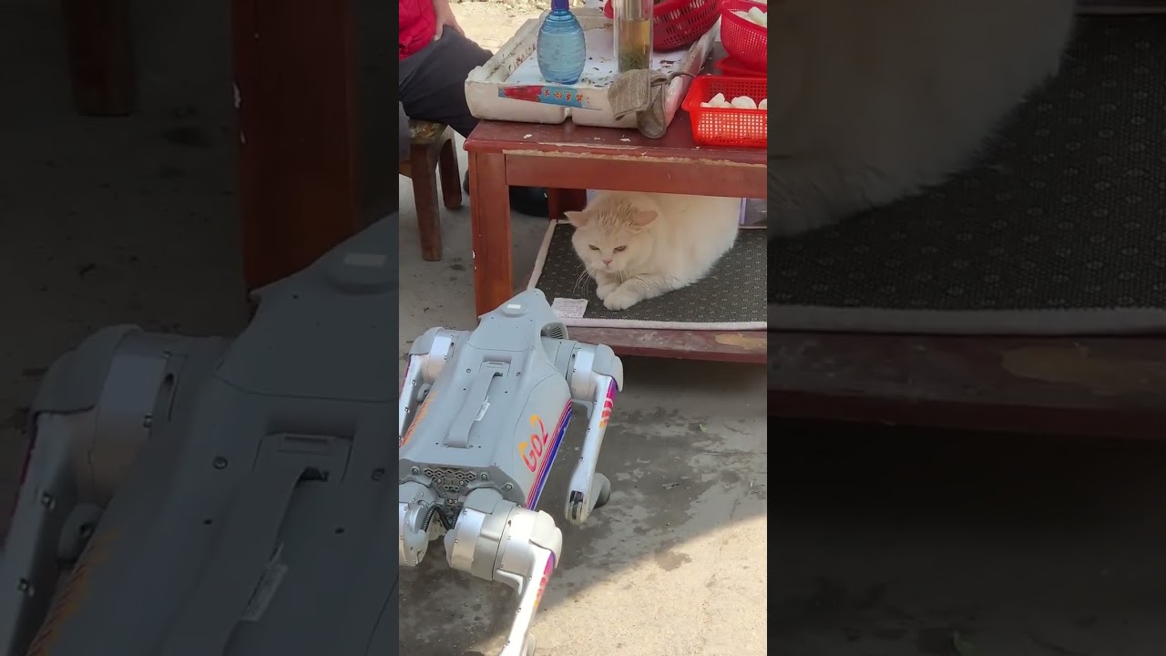 When the robot dog meets the cat, the cat's expression is too cute #robotdog #pets