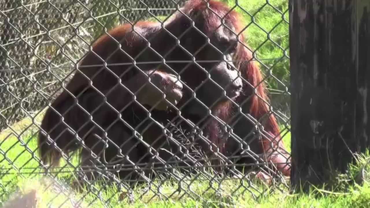 We Love Monkey World Ep 2