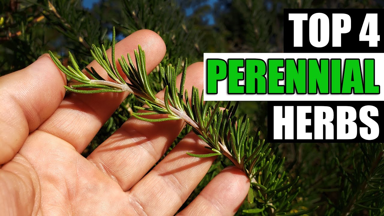 Top 4 Perennial Herbs - Garden Quickie Episode 96