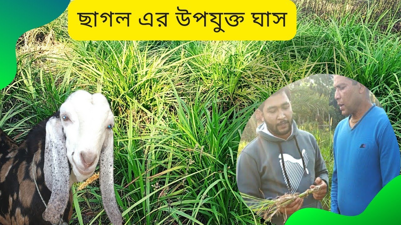 ছাগলের উপযুক্ত ঘাস🐐🐐