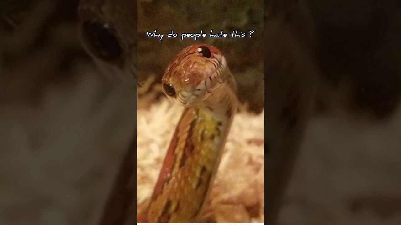 I love dogs it&rsquo;s just an example because I love snakes #fypシ