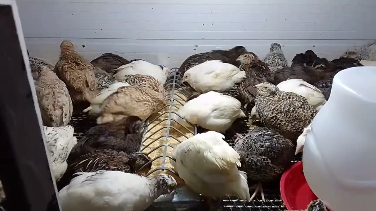 compartilhando experiência com codornas gigante