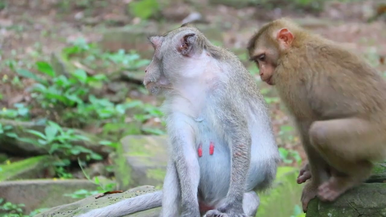 Young Pigtail Sit Remove Lice for Mama jane after Long walk in Morning  / MA-D.1k367