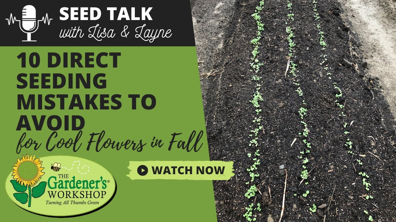Seed Talk #55 - 10 Direct Seeding Mistakes to Avoid for Cool Flowers in Fall