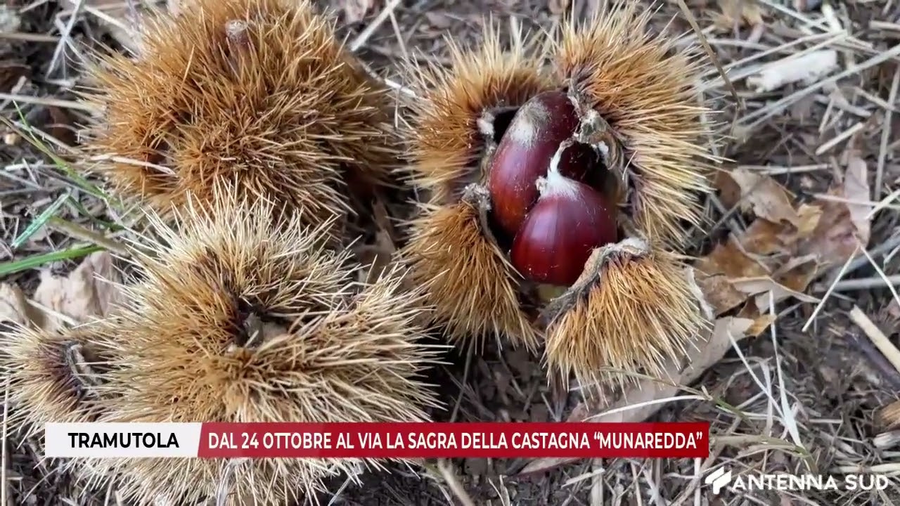 22 OTTOBRE 2025 - TRAMUTOLA DAL 24 OTTOBRE AL VIA LA SAGRA DELLA CASTAGNA “MUNAREDDA”