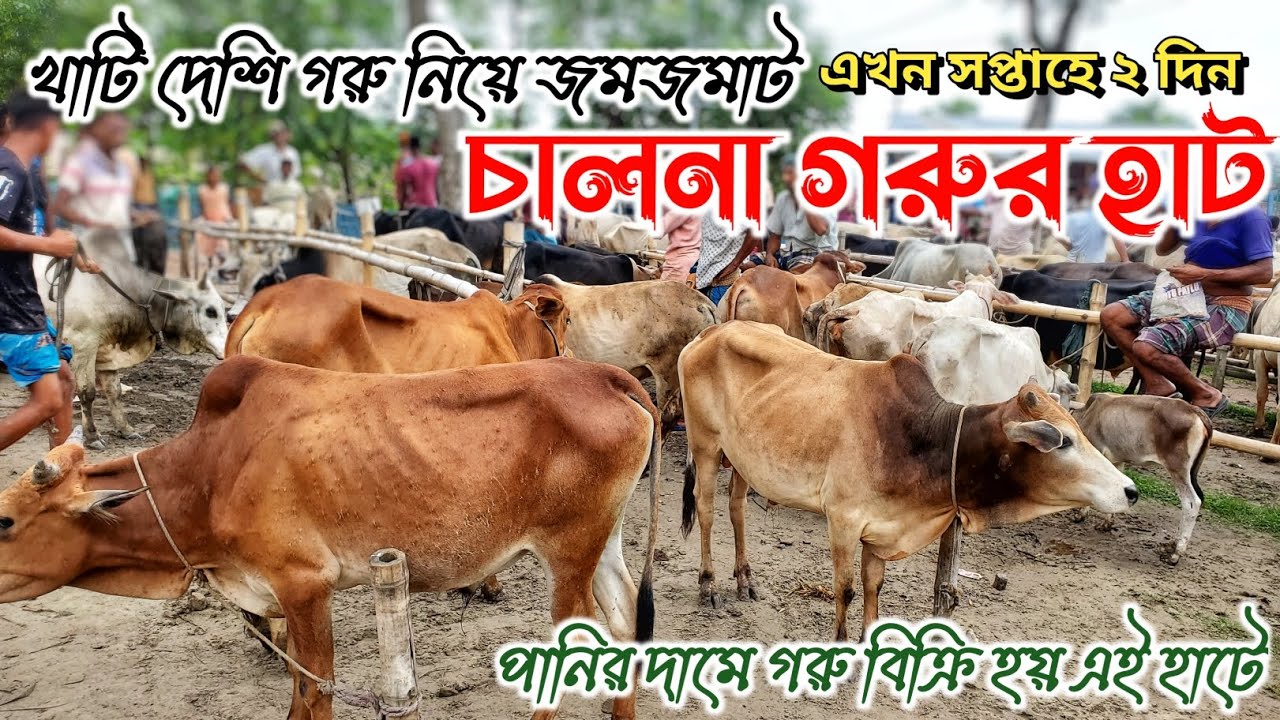 চালনা গরুর হাট | পানির দামে গরু বিক্রি হয় | দেশি জাতের গরু | খুলনা, দাকোপ, চালনা | নগর বাংলা টিভি
