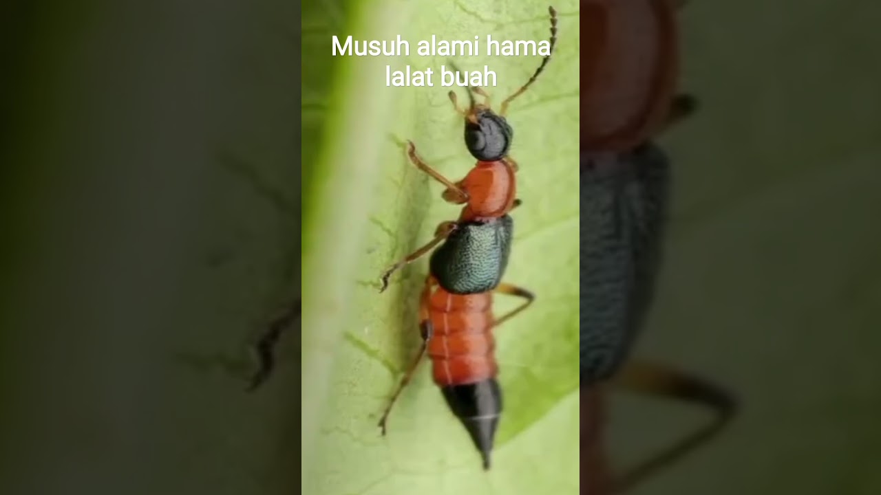Musuh alami hama lalat buah#hama#lalatbuah #cabe