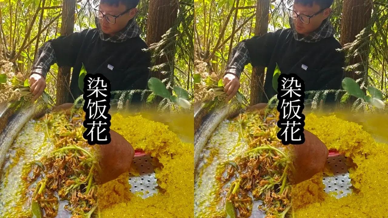 染饭花你们真的知道吗？它既可以做食材，还是一味中草药哦#美食 #染饭花 #大自然的馈赠 #乡村守护人