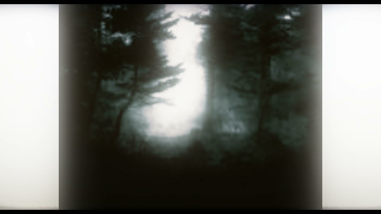 in the woods