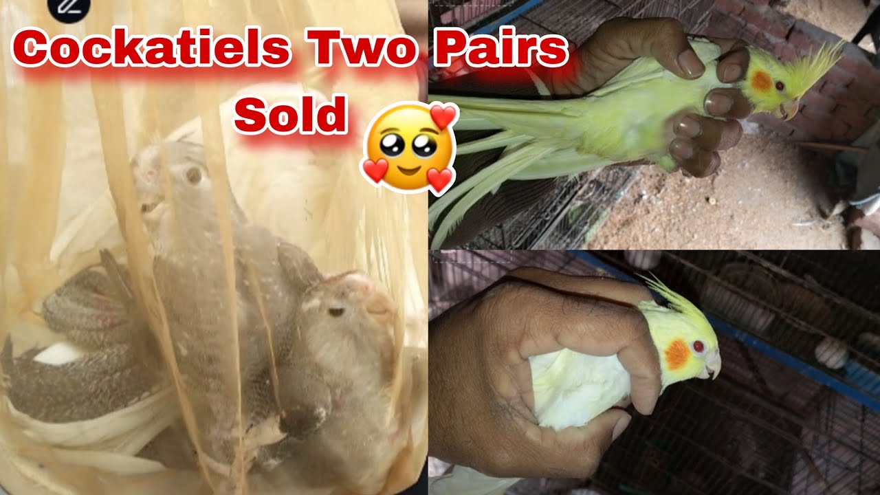 Cockatiel Parrots Young Pathaye Sold Out | Cockatiel Parrots Farming | Bird Farming | Pets Vlog 