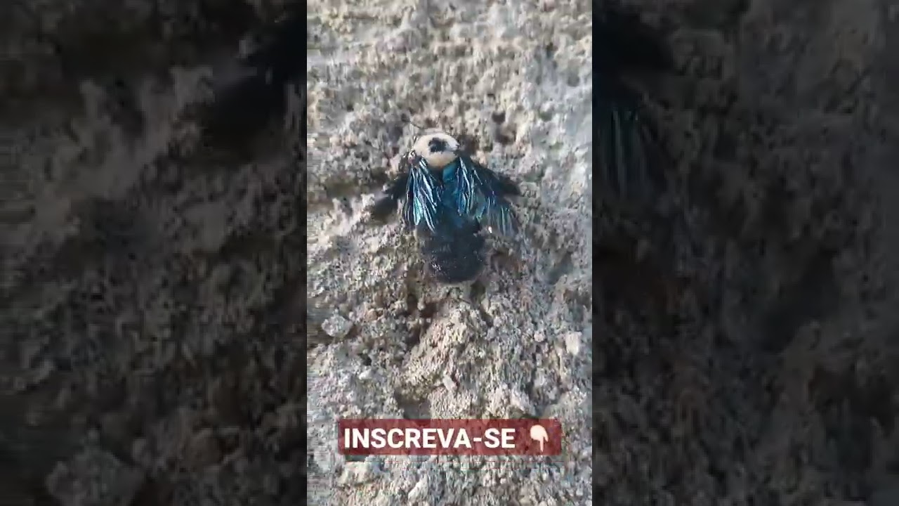 A ABELHA CARPINTEIRA ORIENTAL!!!