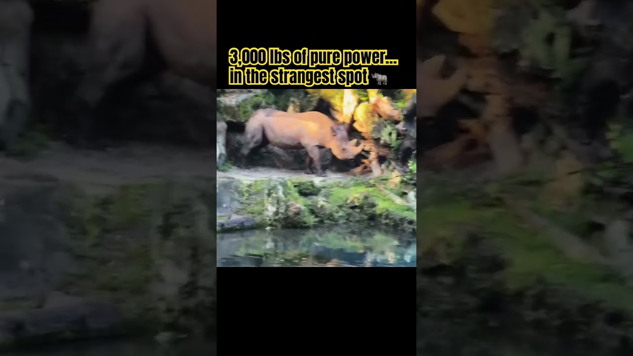 🦏 Rare Black Rhino Sighting Between the Rocks | Disney&rsquo;s Animal Kingdom