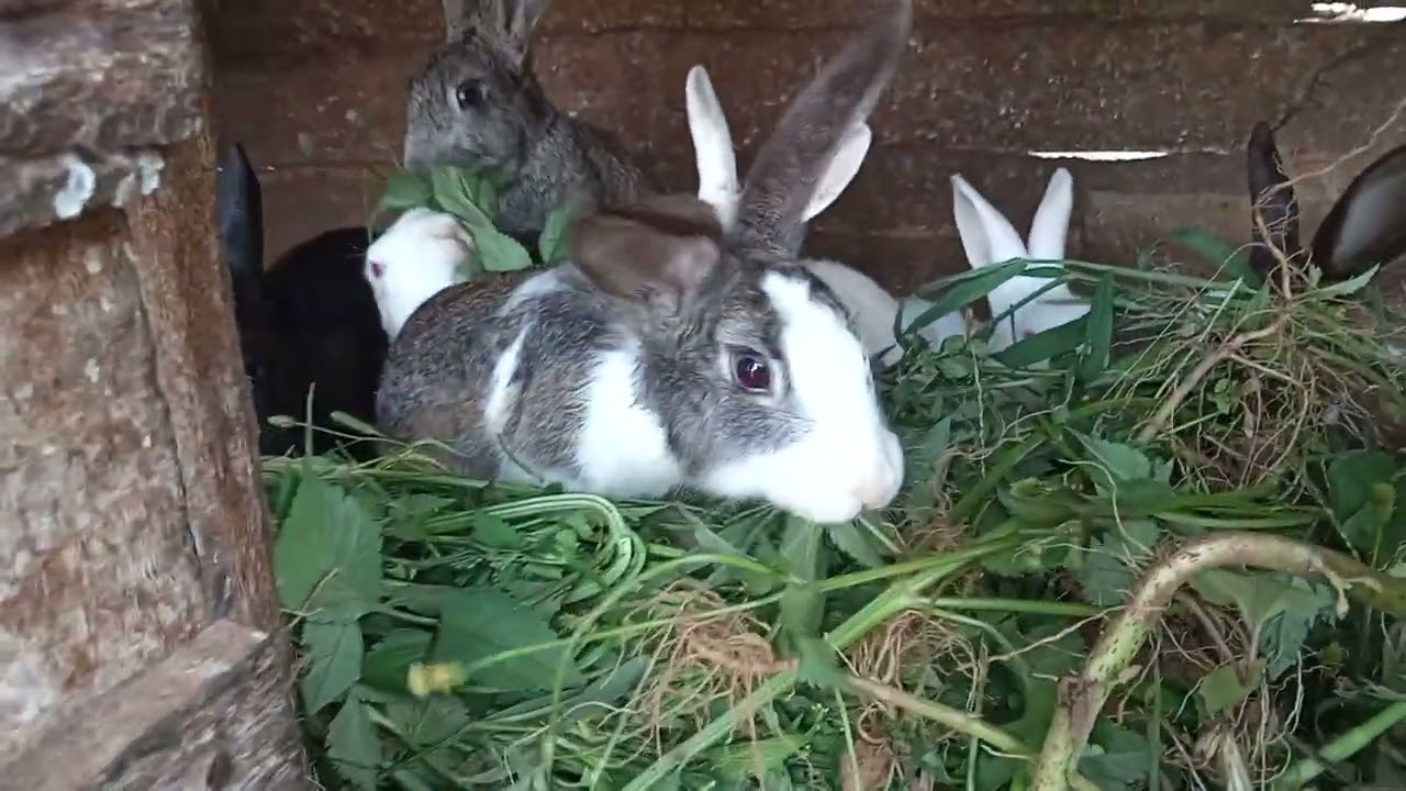 Biden Pilosa [Blackjack] Economic Importance in Rabbits Rearing