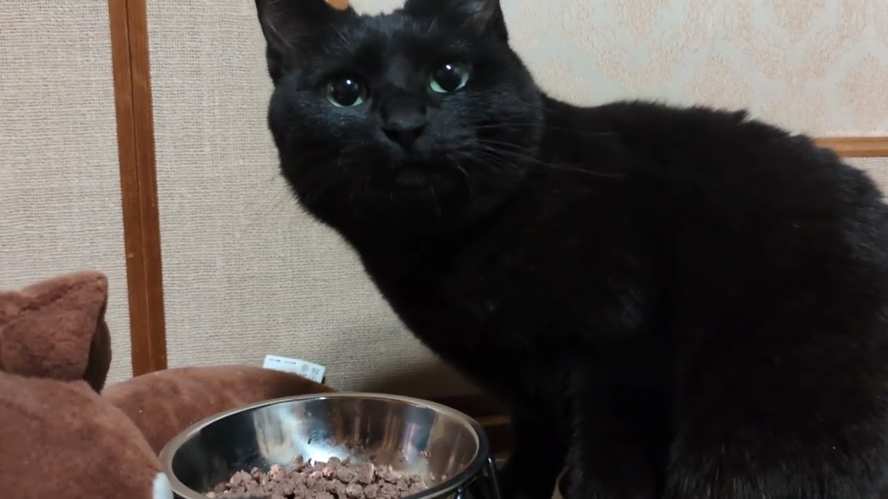 エゾシカのロース肉をワイルドに食べる黒猫