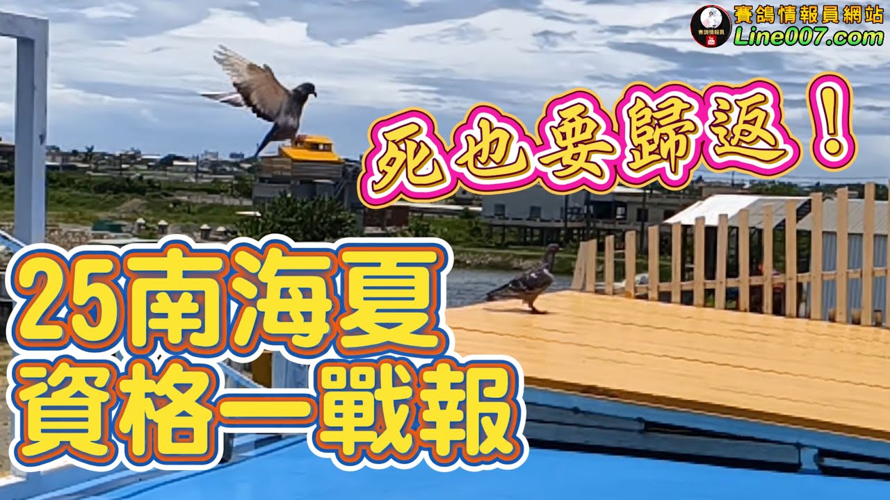 2025南海夏季賽鴿資格一戰報：充滿變數的順風關！？　#南海夏之戰 #賽鴿 #種鴿 #養鴿 #海翔 #pigeon #鴿子 #粉鳥 #銘鴿 #鴿會 #琟承鴿舍 #星塵鴿舍 #強豪