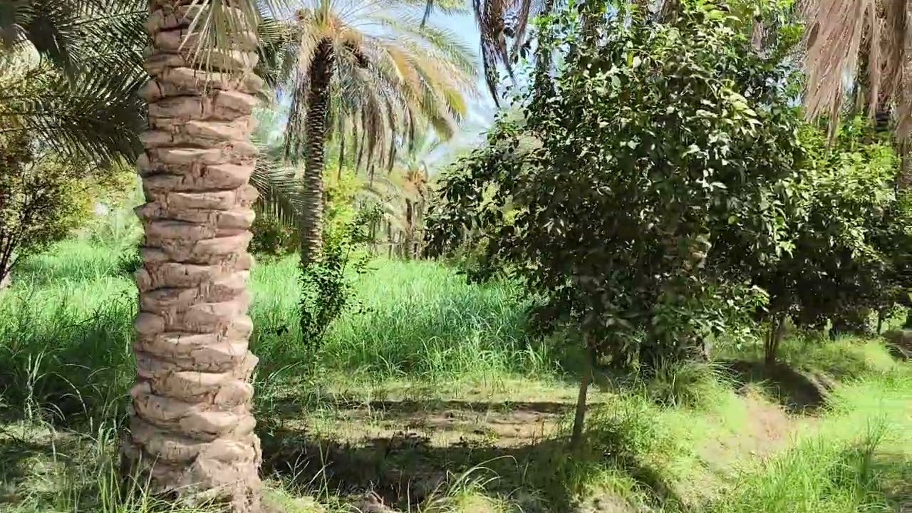 بستان شاطية ٦ دونم مع ٢٥ قفص اسماك العنوان بابل المسيب السعر على الخاص٠٧٨٠٣٣٦٥٢٠٧//٠٧٧٣٦٠٣٣٨٨٩
