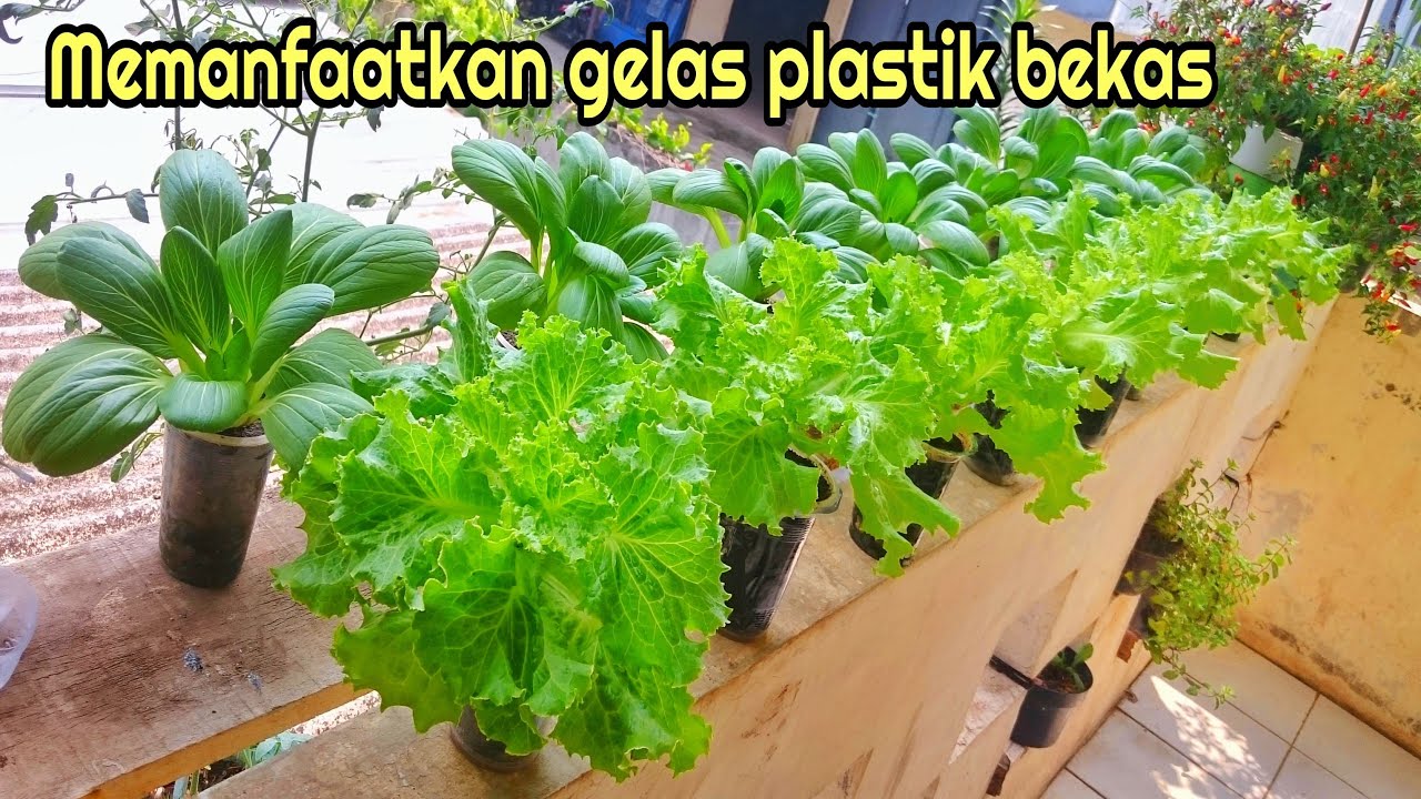 Pakcoy dan selada dengan gelas plastik, banyak untungnya