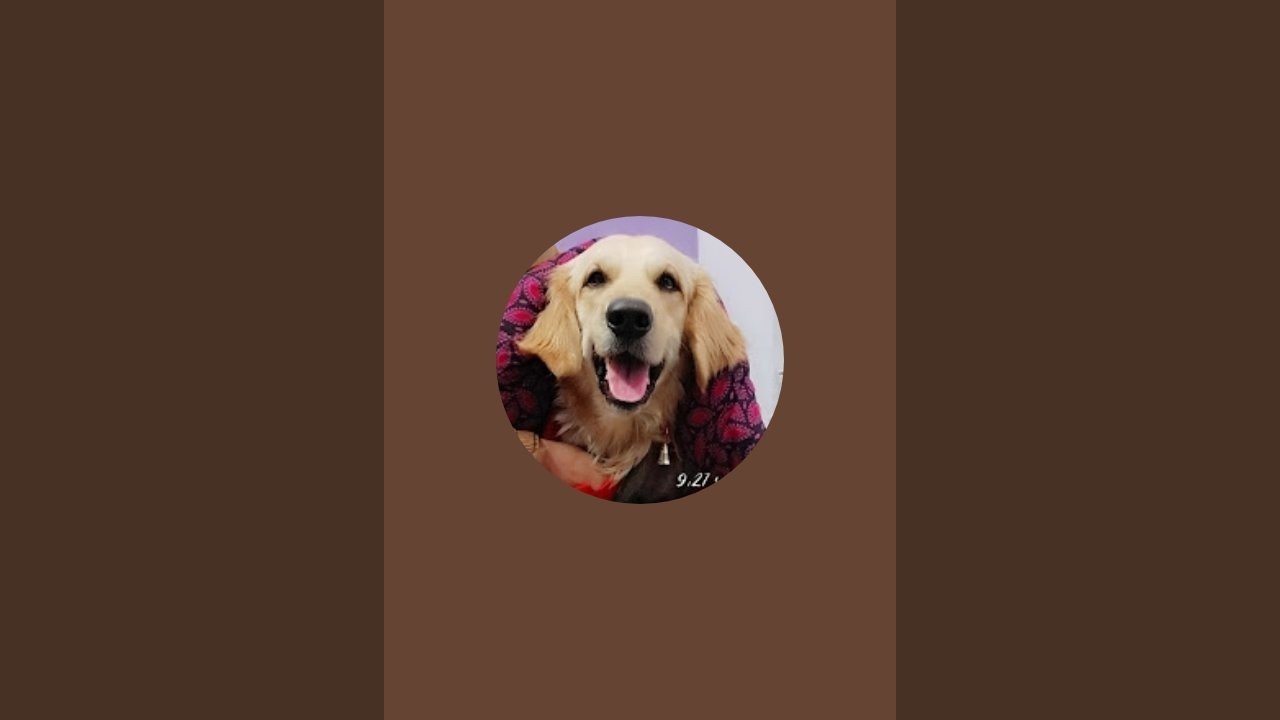 Golden retriever dog max