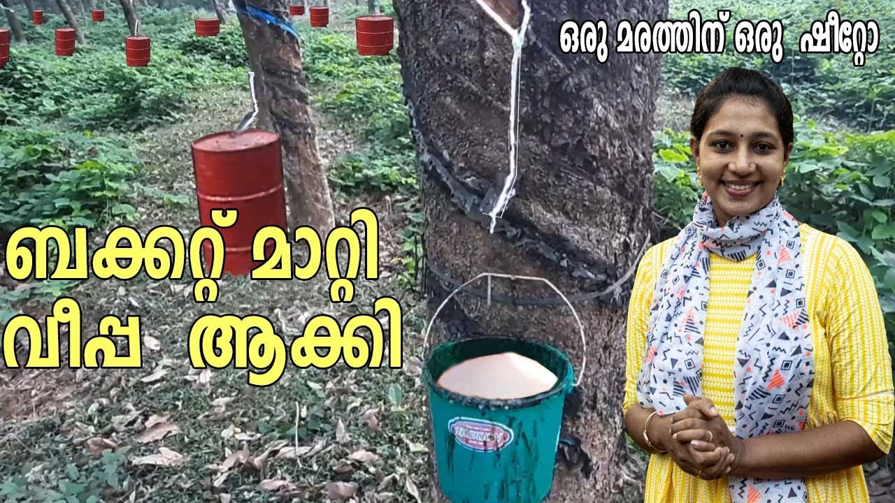 നിങ്ങൾക്കും ബക്കറ്റ് നിറച്ചു ലാറ്റക്സ് കിട്ടും  #creativelife#Rubberharvesting #Rubberprocessing