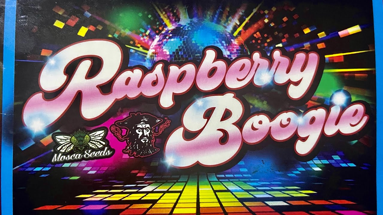 Raspberry Boogie X Detroit Runtz grow review (S5Ep.3) #mosca #tikimadman￼