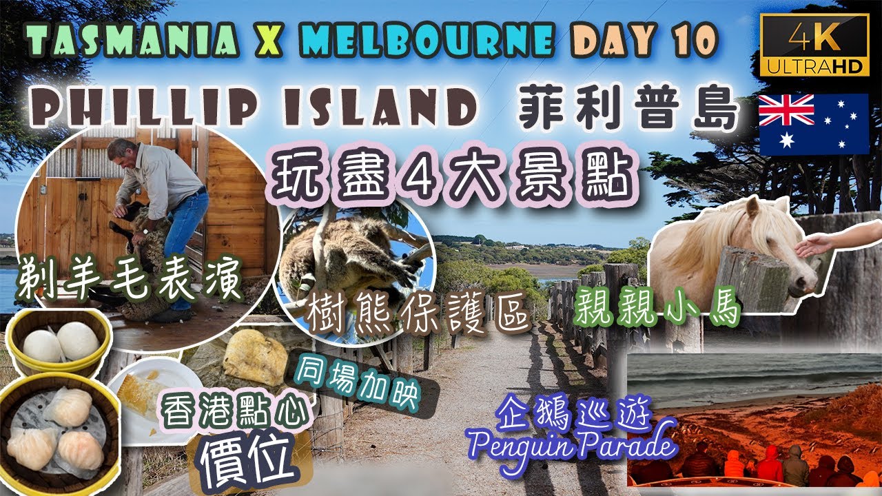 【澳洲自駕遊】Day 10 墨爾本｜食香港點心｜Phillip Island玩盡4大景點｜Churchill Island必睇表演｜Penguin Parade好唔好睇？揀咩位最好｜影銀河靚相｜戀港嘢