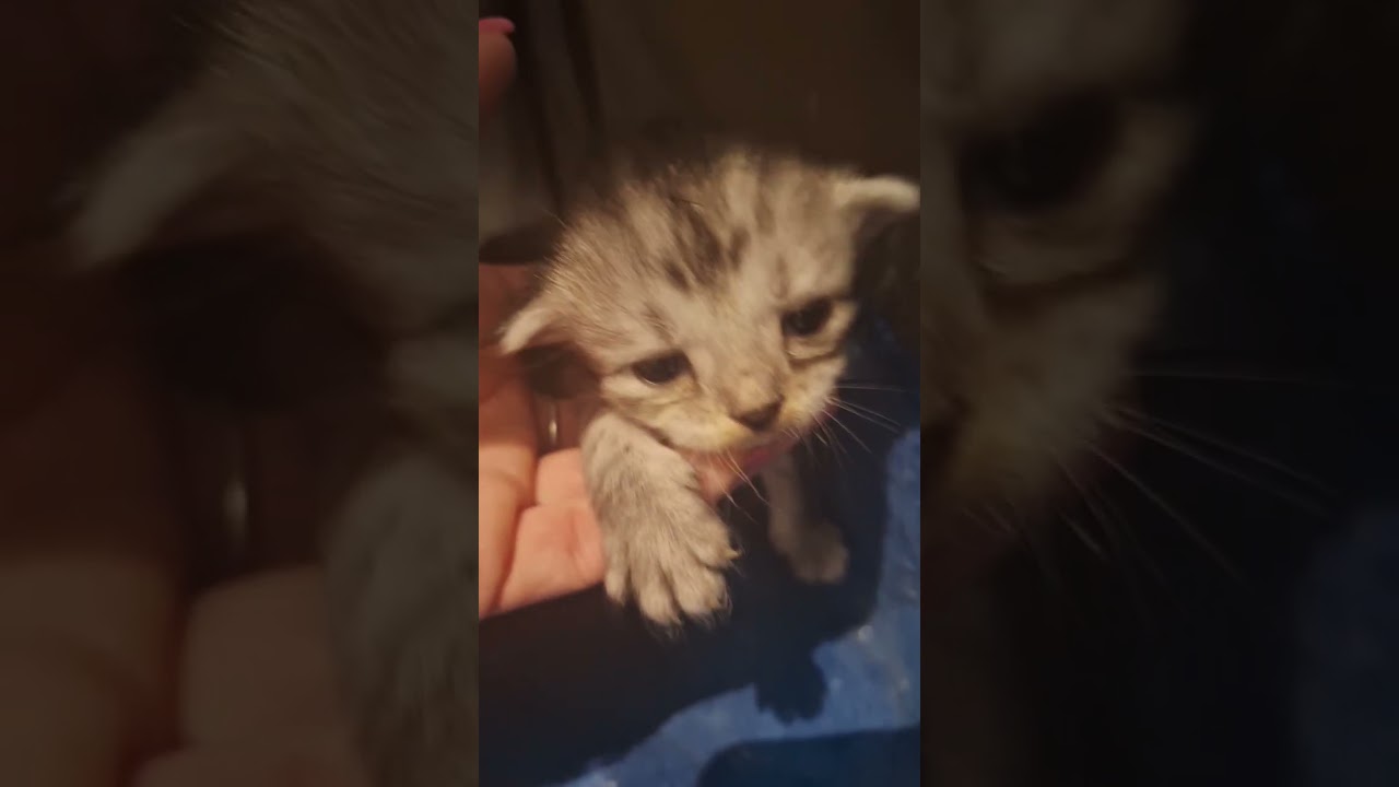 6 shades of grey☆siberian kitten. 18 days old