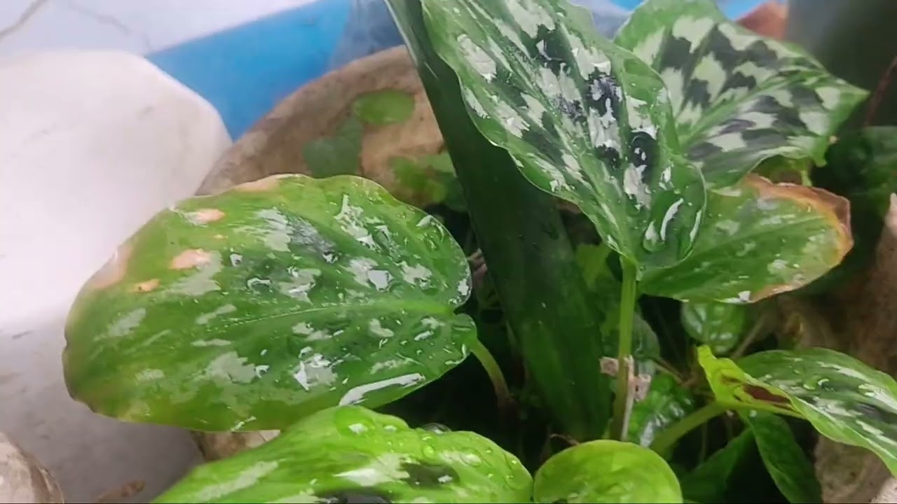 Five Thousand ? 😱. Isang Halaman? 🪴 @lucitadiaries #plantita #plantlover 