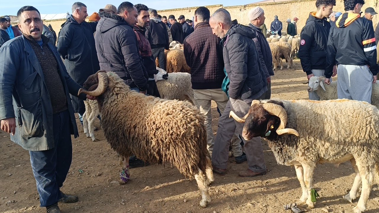 مباشرة من الخميس تاوجطات 19/3/2026 أثمنة الخروف الكسابي والحولي والنعجة والخروفة والماعز فرجة ممتعة 