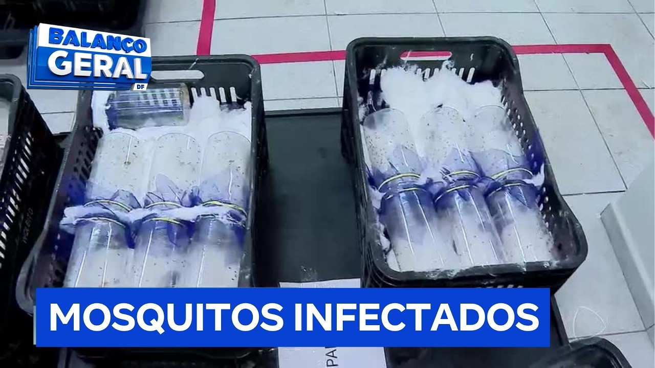 Liberação de mosquitos com bactéria Wolbachia marca nova fase no combate à dengue | Balanço Geral DF