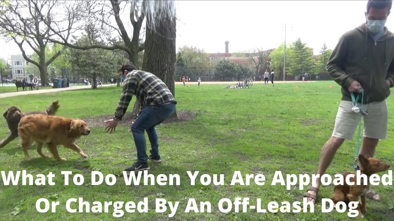 Dog Psychology 101: What To Do When Approached Or Charged By An Off-Leash Dog, Speak Up For Yourself