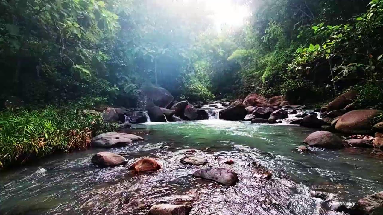 Soothing River and Bird Chirps ASMR - Nature’s Ambience for Sleep, Studying, and Meditation