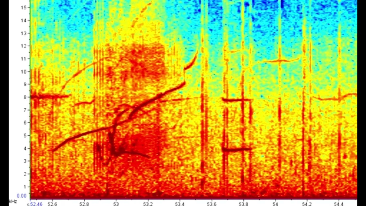 Pseudorca crassidens, False killer whale, Whale and porpoise voices 1962
