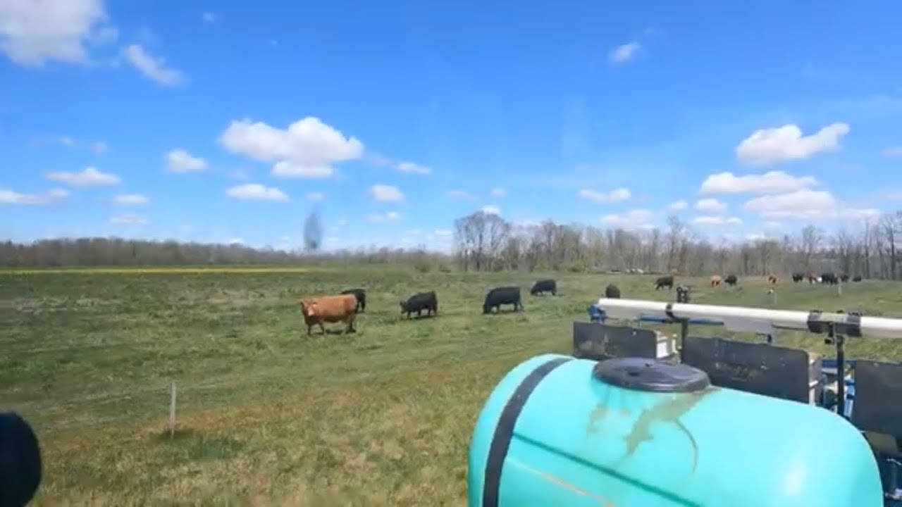 Planting corn into cow pasture will it work?
