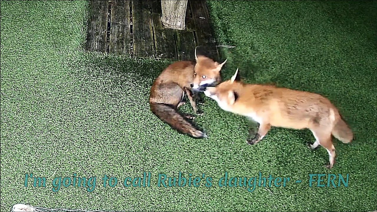 Our Family of Foxes - A heart warming look at our family, Rubie, Maverick,  & Fern  her daughter 💜🦊💞