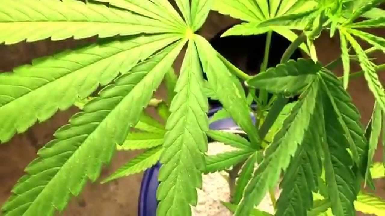 How to tell if Spider Mites are on your Cannabis