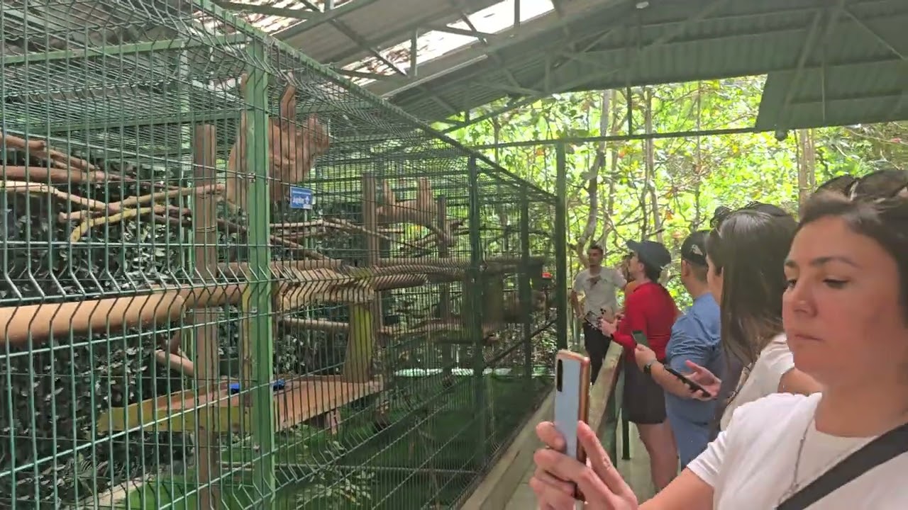 Sloth Rescue near Limon Costa Rida